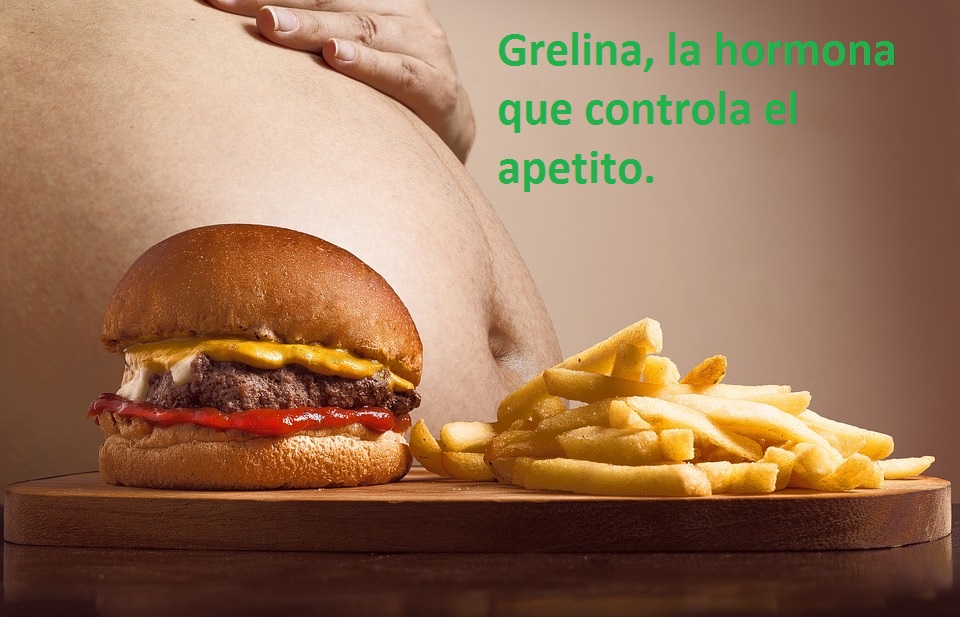 Grelina-hormona del apetito-IMOBariatrica